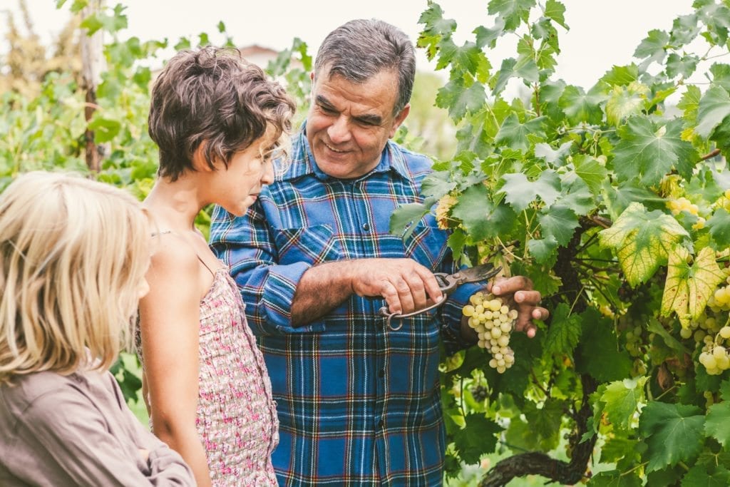 Grandfather Teaching Grandchildren How to Cut Grapes