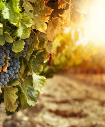 Vineyards at sunset in autumn harvest. Ripe grapes in fall.Cluster grapes on left