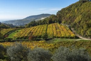 Vamos conhecer Valpolicella e seu Amarone?
